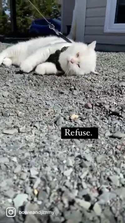 Trying to exercise with reluctant lil chonk.