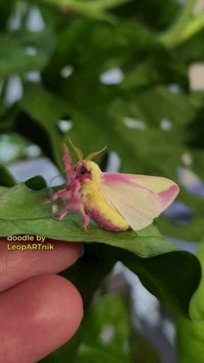 🥋 MASTER WOOH 🥋 (Sound On 🔈🔉🔊)