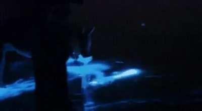 Tiny marine organisms called bioluminescent dinoflagellates can sometimes cause the surface of the ocean to sparkle at night, especially when disturbed by sudden motion. A jogger, dog and bicyclist are seen here causing the water to glow in Tasmania as mi