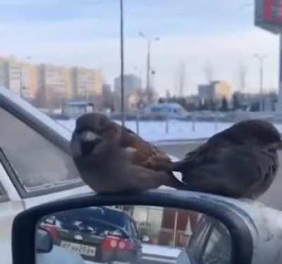 Когда ты суровый Ставрополец, но все видят тебя Диснеевской принцессой.