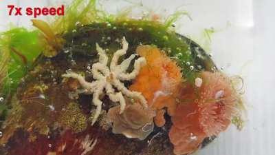 Cute or creepy? Short clip from my latest video of a little sea spider (Pycnogonum litorale) from the ocean in Norway (Link to full video in the comments if you want to see more).