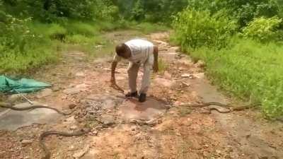 Snake catcher releases 285 snakes into the wild in India