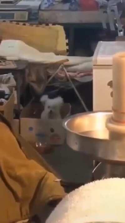 cachorro baladeiro (se quiserem usar como base de meme)