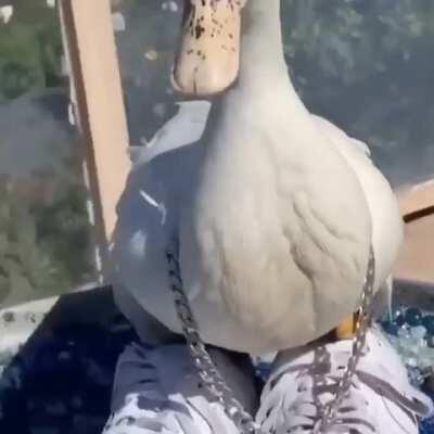 Dolan dark when he put 4 mid roll ads