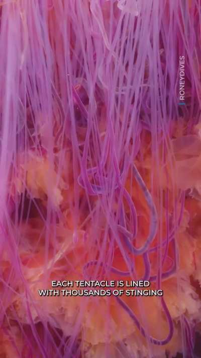 🔥 Largest species of jellyfish in the world filmed off British Columbia’s coast.