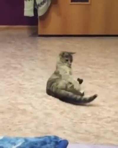 Cat-stylo break dance