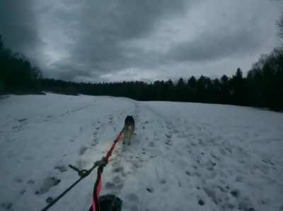 Bikejoring south of Boston in the slushy mess. Love my fat bike!