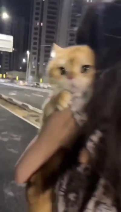 Introverted cats😂