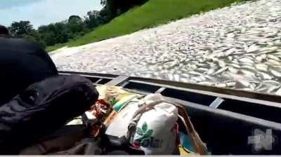 Coari/AM - milhares de peixes mortos por falta de oxigênio na água. Seca severa na região diminuiu muito o nível das águas, sufocando os peixes