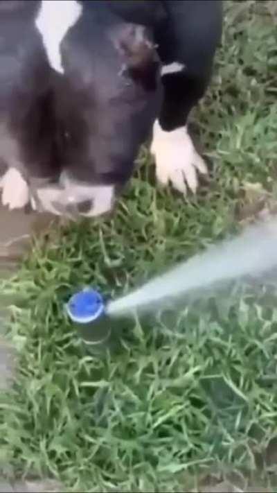 He's just too thirsty