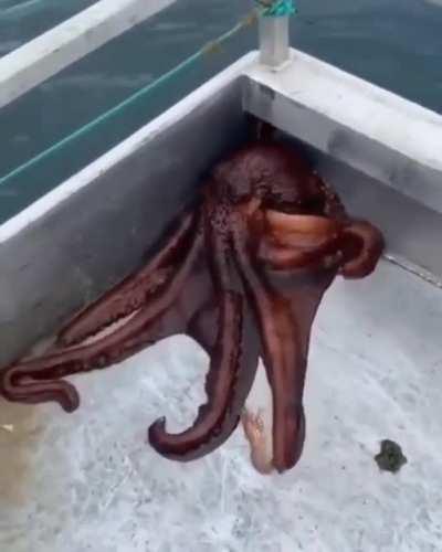 Thanks, I hate octopus on deck