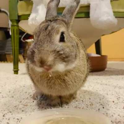 Ernesto here to brighten your evening with a smidgen of bunny licks