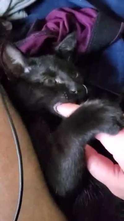 Matcha has begun teething or it's a personality feature 🤔