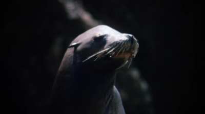 Group - Hot Moves (US1984)