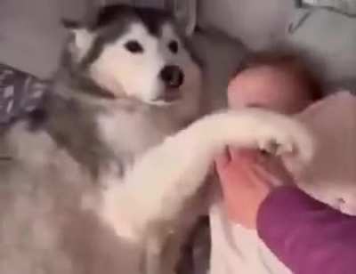 From a husky caring for a baby...to the baby caring for the husky.. 😊