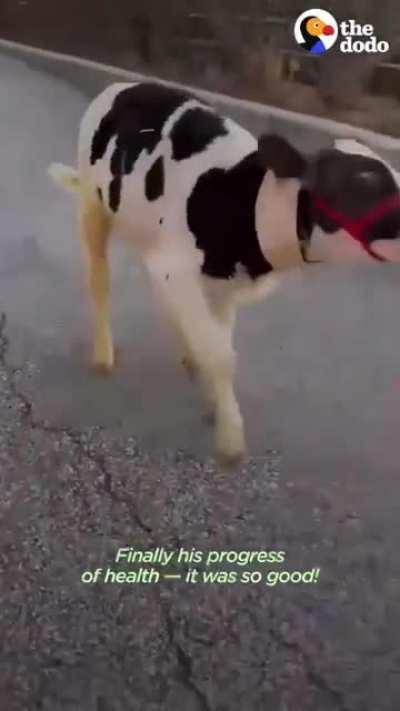 Happy 2nd rescue anniversary to Jude at Lancaster Farm Sanctuary!