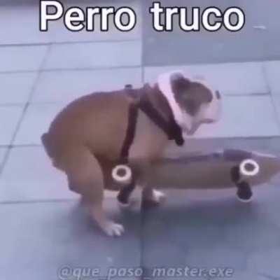 Perro truco 😎