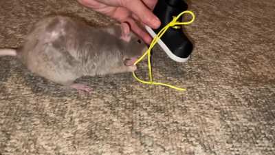 My awesome rat Crumb is learning to untie a mini shoe!