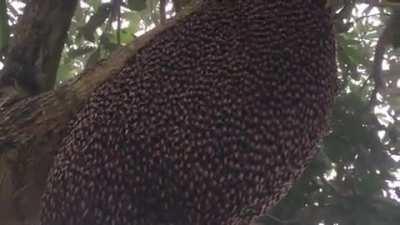 Honeybees' defensive waves against wasps