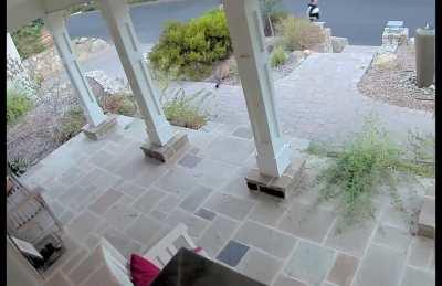 You may not see the mountain lion, but the mountain lion sees you.