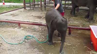 Hilarious baby elephant keeps tumbling over while taking a bath