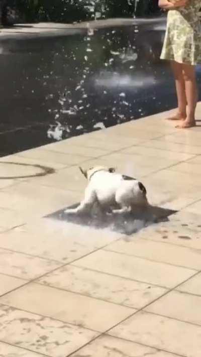 Dog vs fountain
