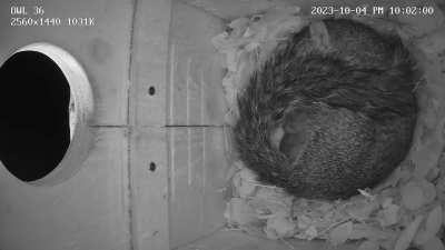 Proof that the best sleep you’ll ever get is rainy nights, no matter what creature you are