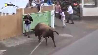 Idiot watching bull on iPad forgets it's right in front of him.