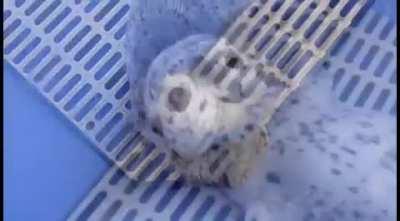 This baby seal's face kind of looks like the wholesome award