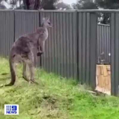 Kangaroo fight.