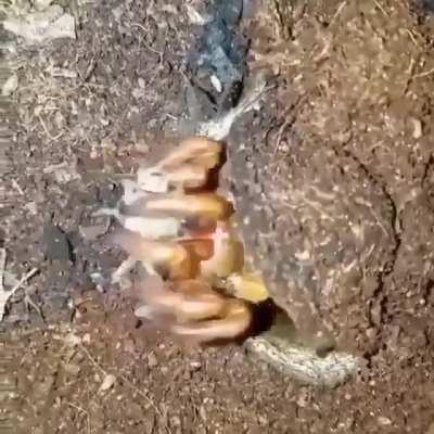 🔥 Cricket wandering into the wrong neighborhood