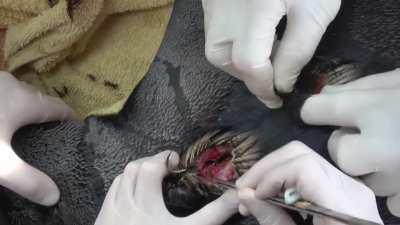 Apareció un Pingüino Rey herido en las costas bonaerenses y luego de 6 meses de rehabilitación pudo volver a su hogar