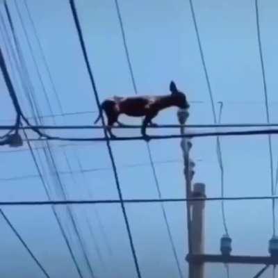 El Chihuahuno electricista