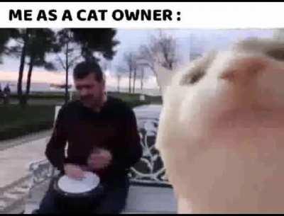 Me as cat owner: