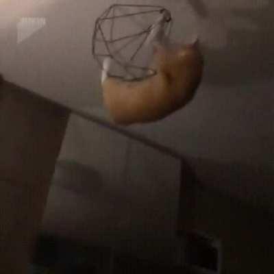 He is a chandelier cat now