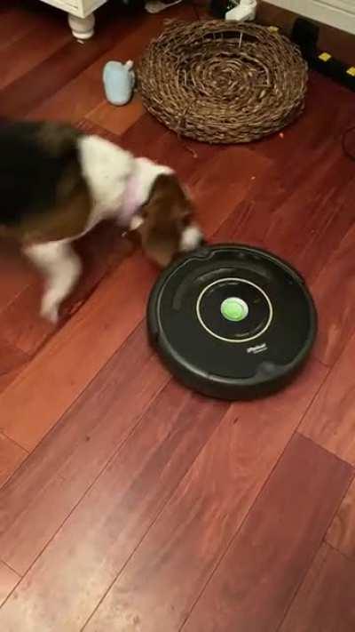 She makes it incredibly difficult for the Roomba to do it’s job.