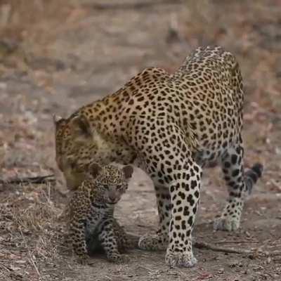 🔥 Momma leopard and her cub 🔥