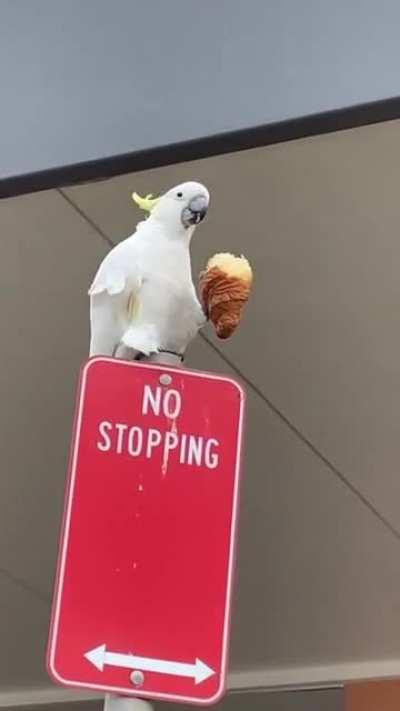 Parrot eating a croissant