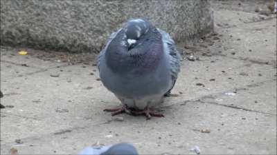 Little fluffy poofballs chilling