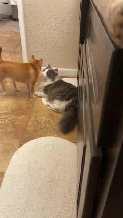 My dog being like lick here, now lick here, ok now here..