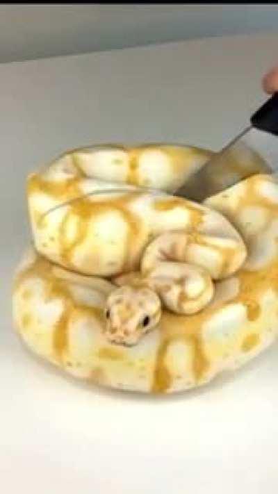 pEt SnAKe brUtAlLy kIllEd wItH KnIfE