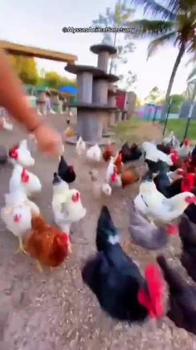 This woman and her amazing farm