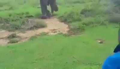 That elephant turns to him like he couldnt believe this fool really walked up to him like that. 