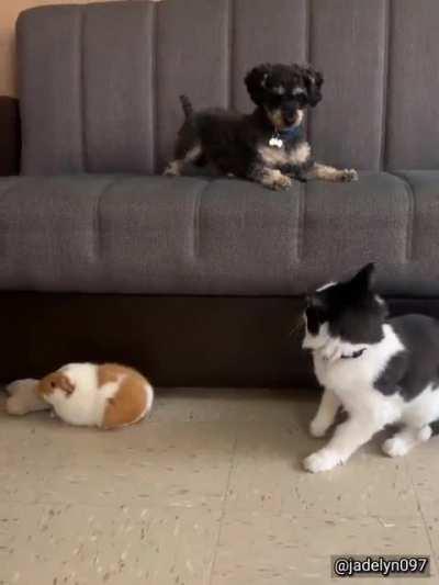 Protector of the little ones