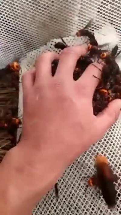 Bee amazed by Murder Hornets