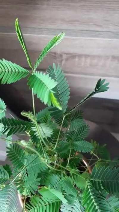 Mimosa Pudica in action, to the request of 