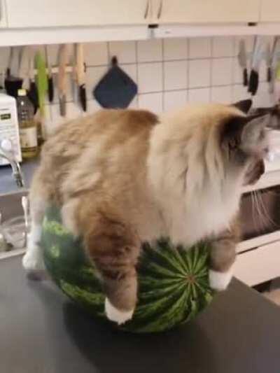 The watermelon hatcher