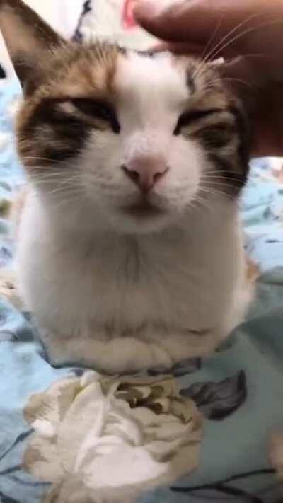 gato.exe parou de funcionar