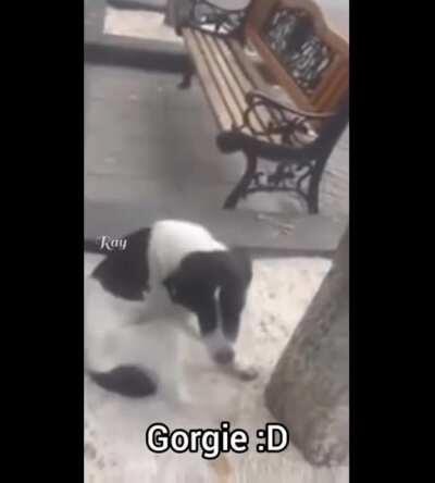 This man found his dog after 3 years