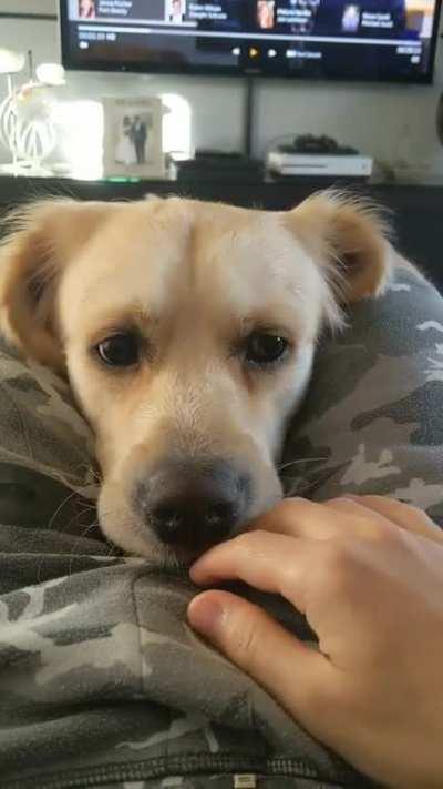 Get the ball...no it's my ball. Okay get the ball...nope. My ball. Go on, get the ball...